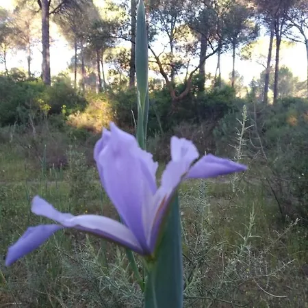 Pinos Hinojos